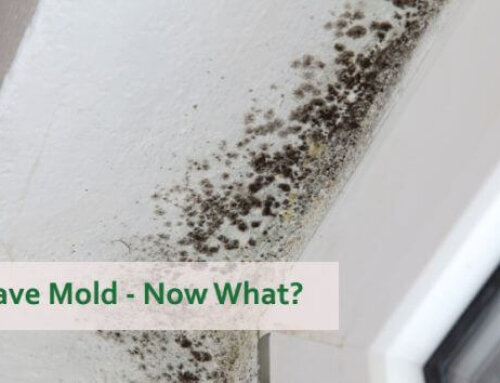 You Have Mold – Now What?
